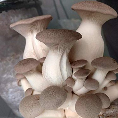 King Oyster Mushroom Culture Syringe - Live Fungus - Many to Choos...
