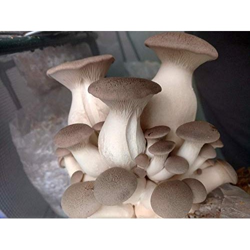 King Oyster Mushroom Culture Syringe - Live Fungus - Many to Choos...