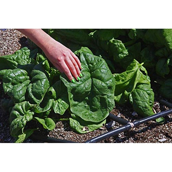 Gaeas Blessing Seeds - Organic Giant Winter Spinach Seeds 300+ Se...