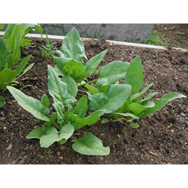 Gaeas Blessing Seeds - Organic Giant Winter Spinach Seeds 300+ Se...