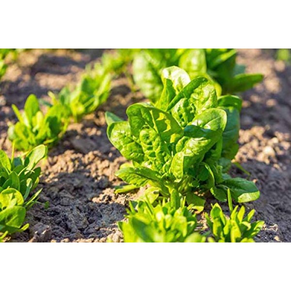 Gaeas Blessing Seeds - Spinach 300+ Seeds Non-GMO Open Pollinated...