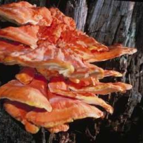 Chicken of the Woods Mushroom Mycelium Plug Spawn Laetiporus sulp...