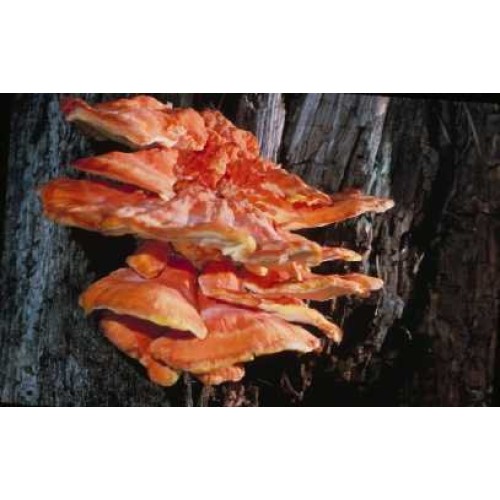 Chicken of the Woods Mushroom Mycelium Plug Spawn Laetiporus sulp...