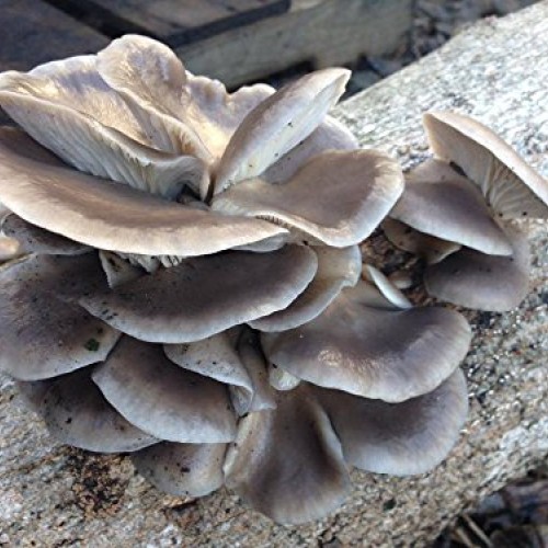 Mushroom Man LLC, Blue Oyster Mushroom Mycelium Plug Spawn - 100 C...