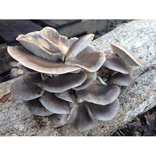 Mushroom Man LLC, Blue Oyster Mushroom Mycelium Plug Spawn - 100 C...