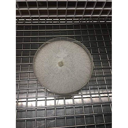 Mushroom Man LLC, Lions Mane - Hericium erinaceus - Living Myceli...