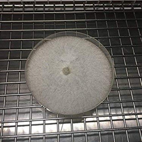 Mushroom Man LLC, Lions Mane - Hericium erinaceus - Living Myceli...