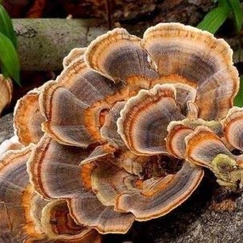 Mushroom Man LLC, Turkey Tail Trametes versicolor Mushroom Plug ...