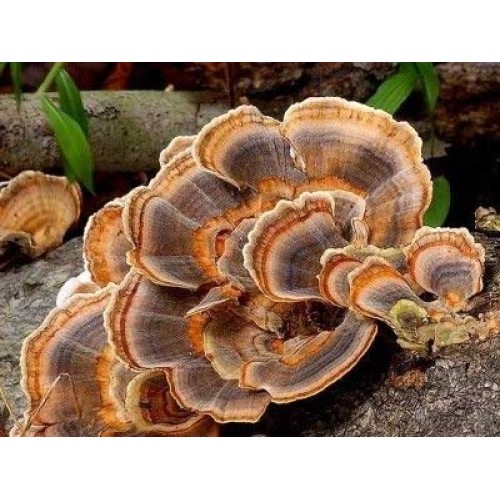 Mushroom Man LLC, Turkey Tail Trametes versicolor Mushroom Plug ...