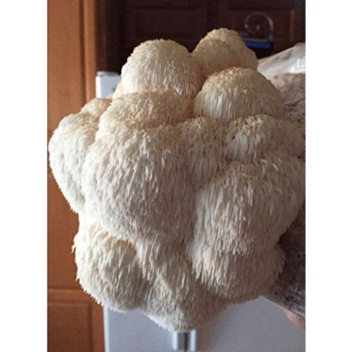 Reishi & Lion Mane Indoor Growing Kits. Mushrooms Legacy spans Cen...