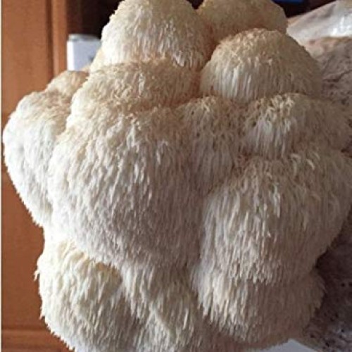 Reishi & Lion Mane Indoor Growing Kits. Mushrooms Legacy spans Cen...