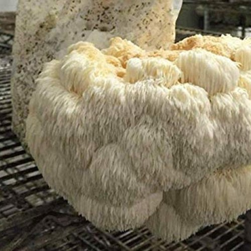 Reishi & Lion Mane Indoor Growing Kits. Mushrooms Legacy spans Cen...