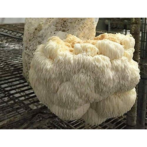Reishi & Lion Mane Indoor Growing Kits. Mushrooms Legacy spans Cen...