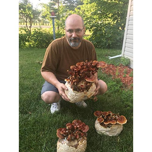 Reishi & Lion Mane Indoor Growing Kits. Mushrooms Legacy spans Cen...