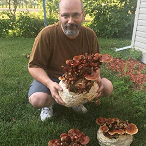 Reishi & Lion Mane Indoor Growing Kits. Mushrooms Legacy spans Cen...