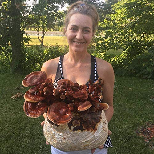 Reishi & Lion Mane Indoor Growing Kits. Mushrooms Legacy spans Cen...