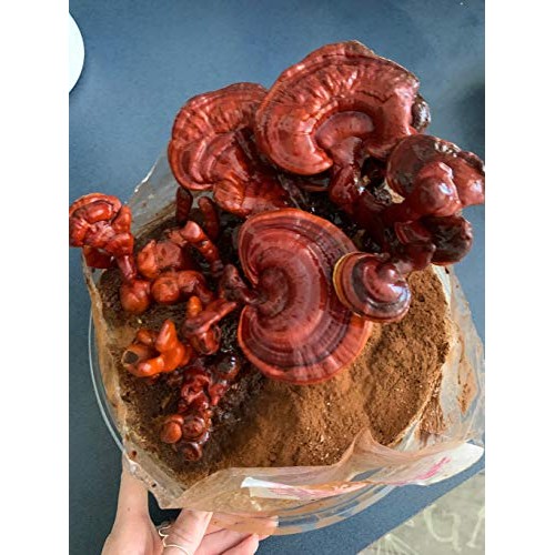 Reishi & Lion Mane Indoor Growing Kits. Mushrooms Legacy spans Cen...