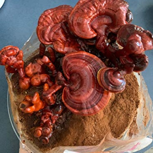 Reishi & Lion Mane Indoor Growing Kits. Mushrooms Legacy spans Cen...