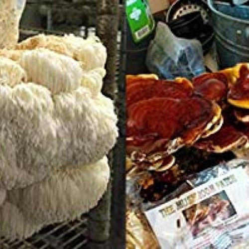 Reishi & Lion Mane Indoor Growing Kits. Mushrooms Legacy spans Cen...