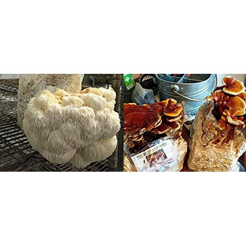 Reishi & Lion Mane Indoor Growing Kits. Mushrooms Legacy spans Cen...