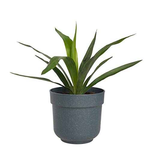 Garden Artist 6 Pack 6.5 Inch Self Watering Planter Indoor Outdo...