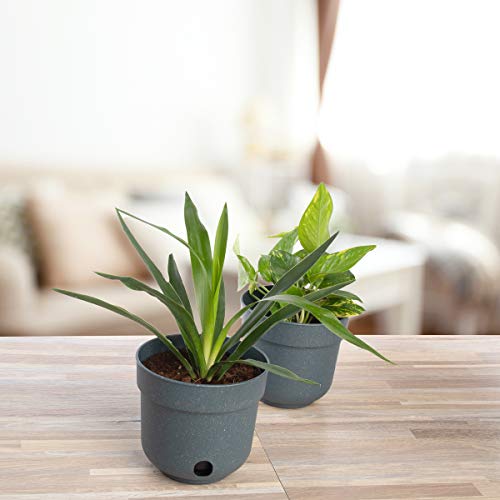 Garden Artist 6 Pack 6.5 Inch Self Watering Planter Indoor Outdo...