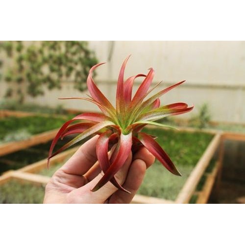 Garden in the City Air Plant Tillandsia Brachycaulos Red Enhanced ...