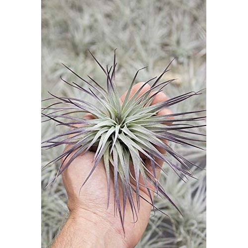 Garden in the City Air Plant Tillandsia Houston Purple Enhanced G...