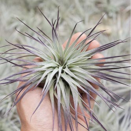 Garden in the City Air Plant Tillandsia Houston Purple Enhanced G...