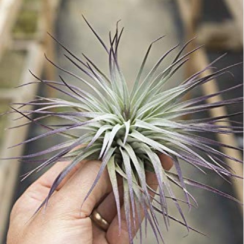 Garden in the City Air Plant Tillandsia Houston Purple Enhanced G...
