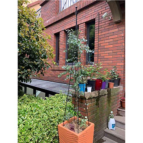 Garden Obelisk Trellis for Potted Climbing Plants Indoor and Outdo...