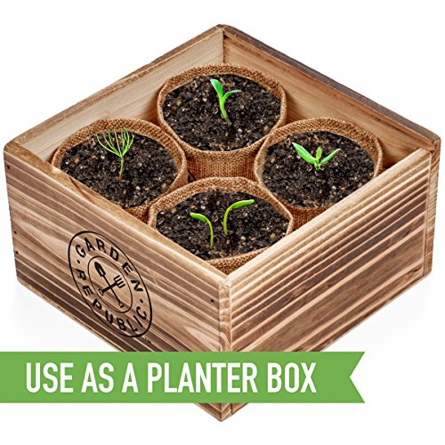 Bonsai Tree Seed Starter Kit - Mini Bonsai Plant Growing Kit, 4 Ty...