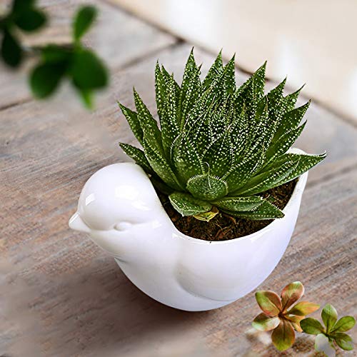 GeLive White Bird Ceramic Succulent Planter Animal Plant Pot Flowe...