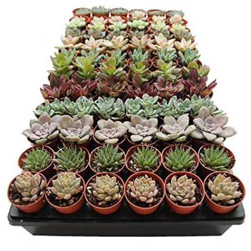 1.75 Mini Succulent Assortment 72 Pack