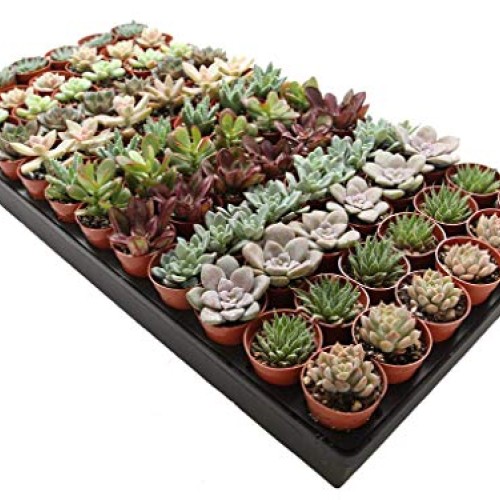 1.75 Mini Succulent Assortment 72 Pack