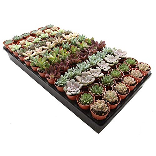 1.75 Mini Succulent Assortment 72 Pack