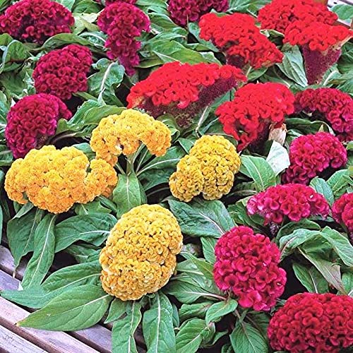 100 Mixed Celosia Plumed Cockscomb Celosia Cristata Fresh Flo.wers...
