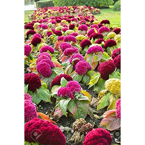 100 Mixed Celosia Plumed Cockscomb Celosia Cristata Fresh Flo.wers...