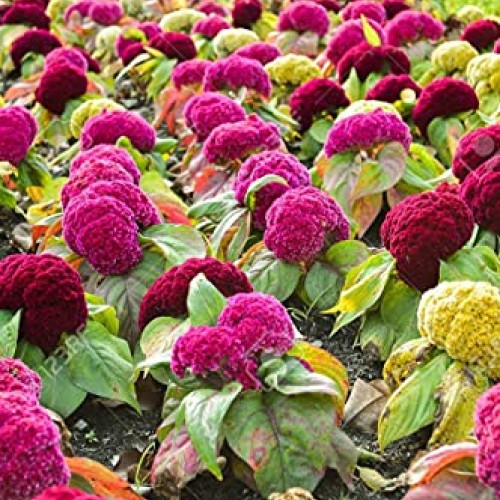 100 Mixed Celosia Plumed Cockscomb Celosia Cristata Fresh Flo.wers...