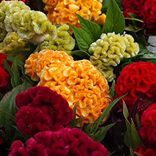100 Mixed Celosia Plumed Cockscomb Celosia Cristata Fresh Flo.wers...