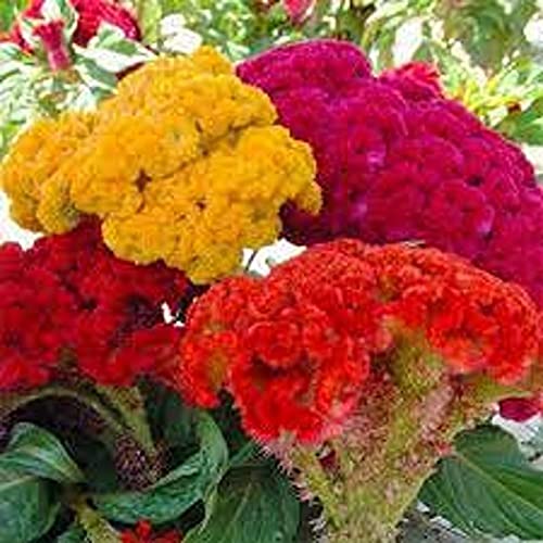 100 Mixed Celosia Plumed Cockscomb Celosia Cristata Fresh Flo.wers...