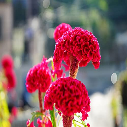 100 Mixed Celosia Plumed Cockscomb Celosia Cristata Fresh Flo.wers...