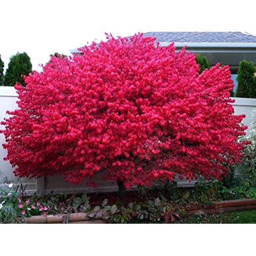 2 Burning Bushes Plants Live 6 to 12 inches Bareroot Euonymus Alat...