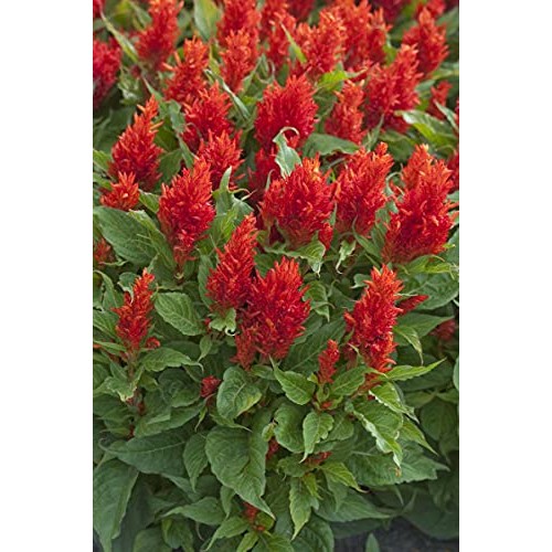 50 Red Celosia Cockscomb Pampas Fresh Flo.wers S.eeds B1000