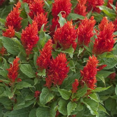50 Red Celosia Cockscomb Pampas Fresh Flo.wers S.eeds B1000