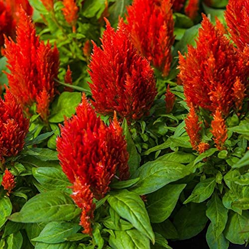 50 Red Celosia Cockscomb Pampas Fresh Flo.wers S.eeds B1000