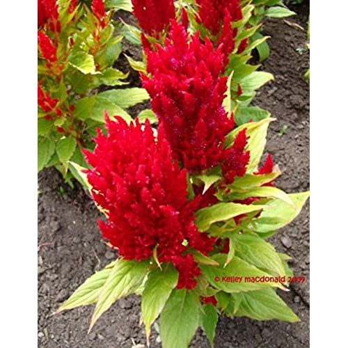 50 Red Celosia Cockscomb Pampas Fresh Flo.wers S.eeds B1000