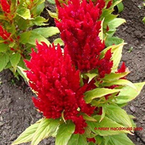 50 Red Celosia Cockscomb Pampas Fresh Flo.wers S.eeds B1000