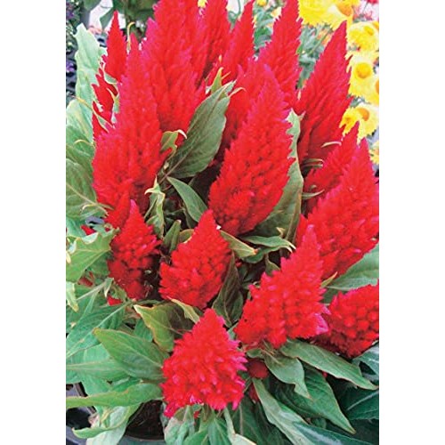 50 Red Celosia Cockscomb Pampas Fresh Flo.wers S.eeds B1000