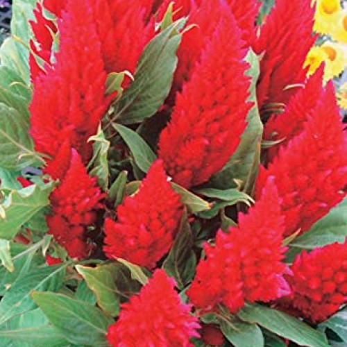 50 Red Celosia Cockscomb Pampas Fresh Flo.wers S.eeds B1000
